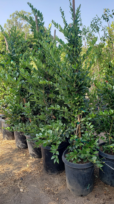 Wax Leaf Privet (Ligustrum Japonicum Texanum)